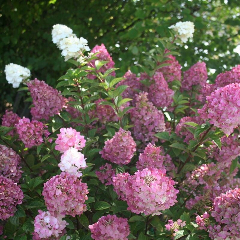 Hortensia paniculata Sundae Fraise® 'Rensun'/Pot de 4L - Rouge