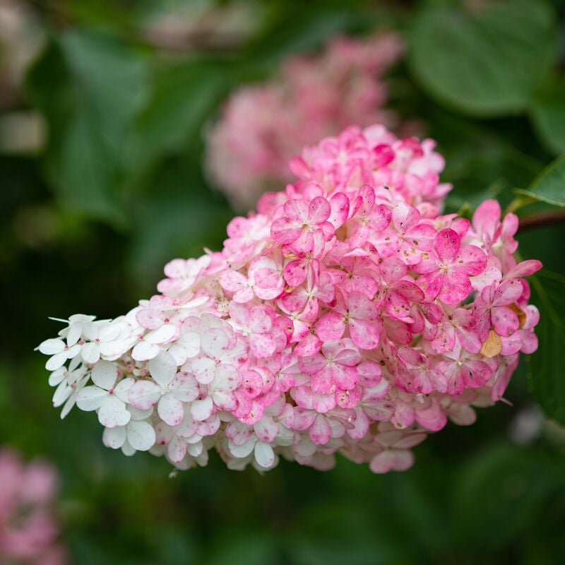 Fleur - Hortensia paniculata vanille fraise - Hydrangea paniculata vanille fraise Pot 3L