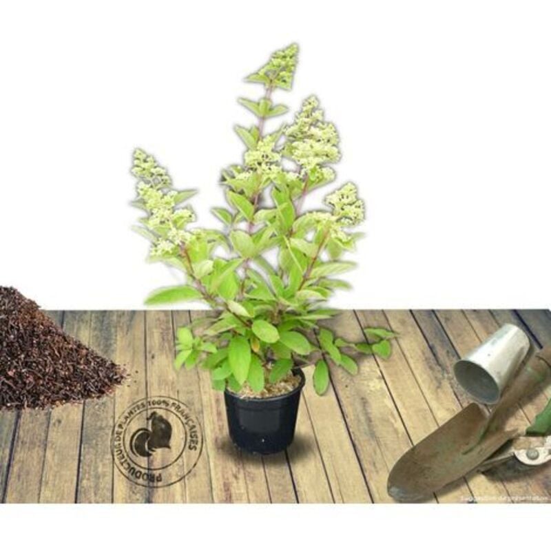 Hortensia paniculata Vanille Fraise® 'Renhy'/Pot de 7,5L