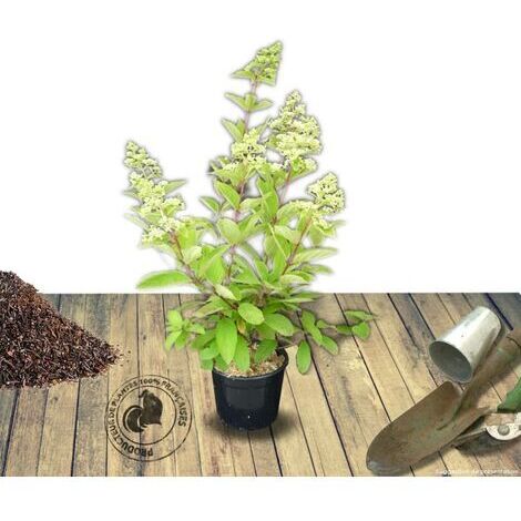 Hortensia paniculata Vanille Fraise® 'Renhy', Hydrangea paniculata/Pot de 7,5L - 60/80 cm