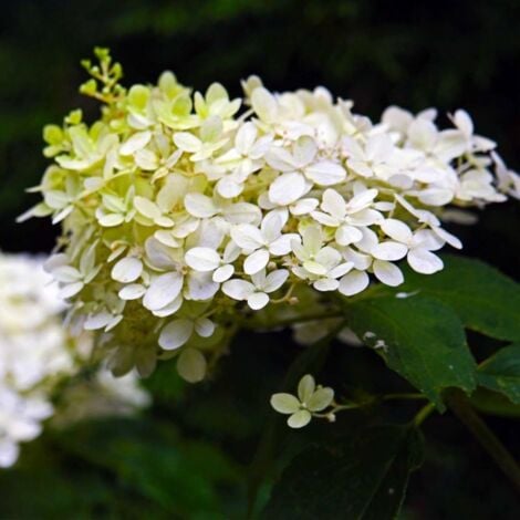 Hortensia Paniculé 'Dentelle De Gorron' (Hydrangea Paniculata) - Godet - Taille 13/25cm