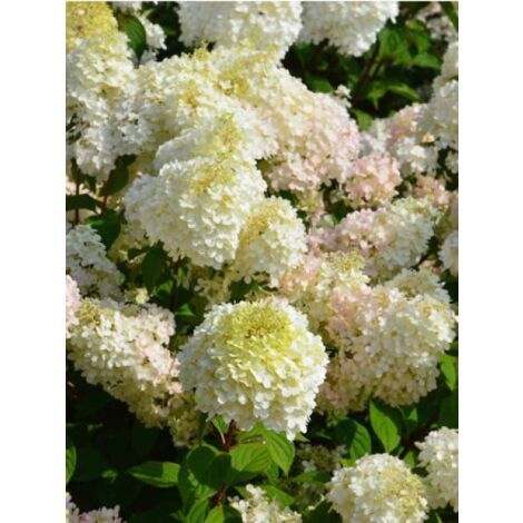 Hortensia paniculé 'Diamantino® 'ren101' ' Pot de 3L/4L