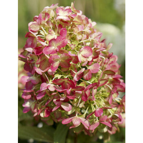 Hortensia paniculé 'Graffiti' Godet de 8/9 cm