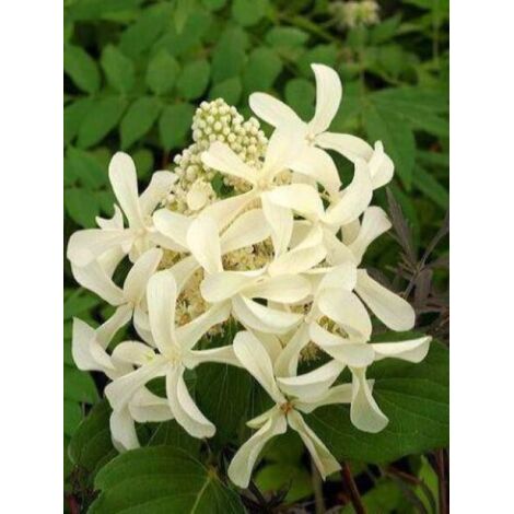 Hortensia paniculé Great Star® 'Le Vasterival' Pot de 7,5L/10L