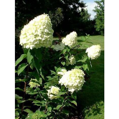 Hortensia paniculé 'Limelight' Godet de 8/9 cm