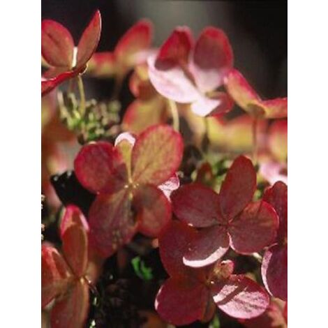 Hortensia paniculé 'Pink Diamond' Godet de 8/9 cm