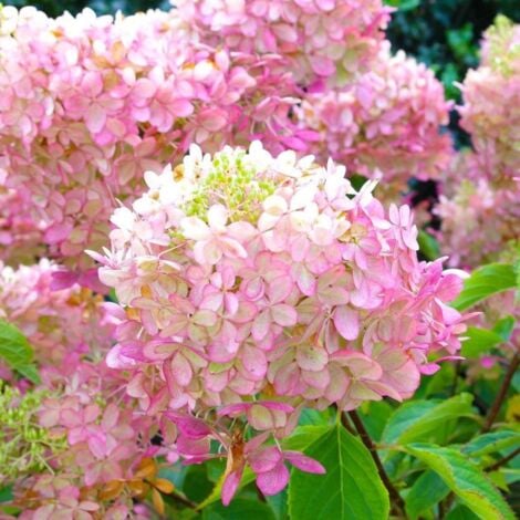 Hortensia Paniculé 'Pink Diamond' (Hydrangea Paniculata 'Pink Diamond') - Godet - Taille 13/25cm