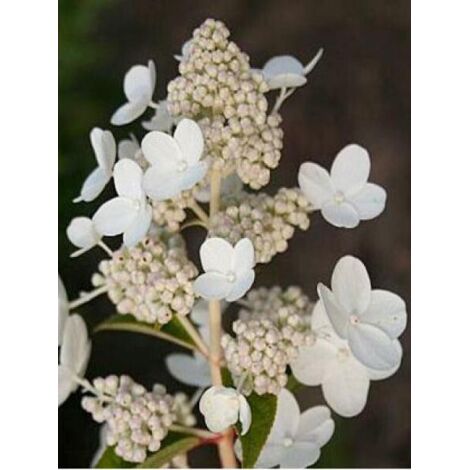 Hortensia paniculé 'Prim White'® Pot de 2L/3L
