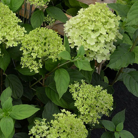 Hortensia paniculé Ruby Angels Blush - Le pot de 3L hauteur 30-40 cm - Willemse