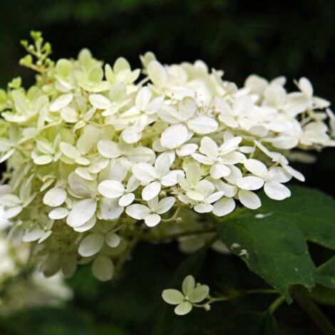 Hortensia Paniculé 'Silver Dollar' (Hydrangea Paniculata) - Godet - Taille 13/25cm