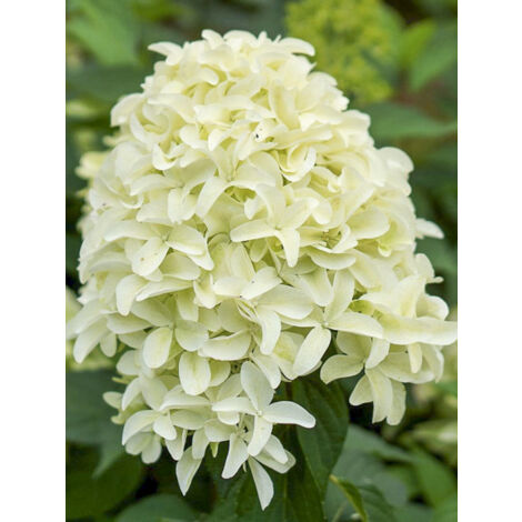 Hortensia paniculé 'Skyfall' Godet de 8/9 cm