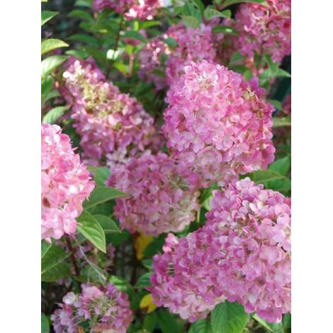 Hortensia paniculé 'Sundae Fraise'® Godet de 8/9 cm