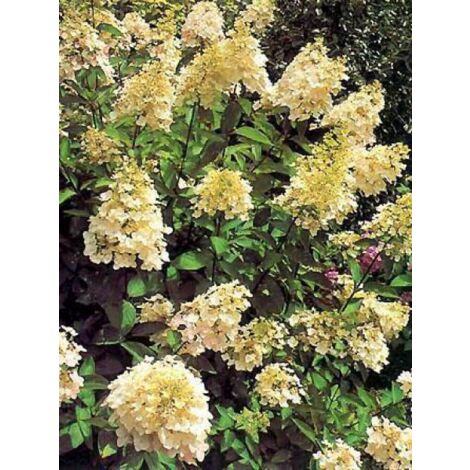 Hortensia paniculé 'Unique' Godet de 8/9 cm