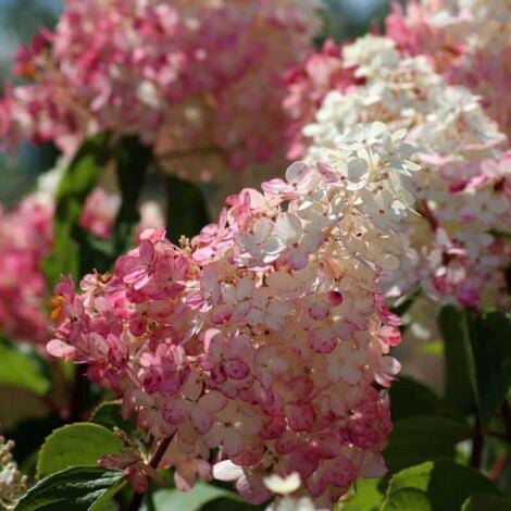 PÉPINIÈRES NAUDET Hortensia Paniculé 'Vanille Fraise' (Hydrangea Paniculata 'Vanille Fraise')