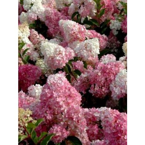Hortensia paniculé 'Vanille fraise'® Pot 7,5L – Fleurs blanches teintées de rose – Arbuste rustique pour sol frais – Exposition soleil, mi-ombre