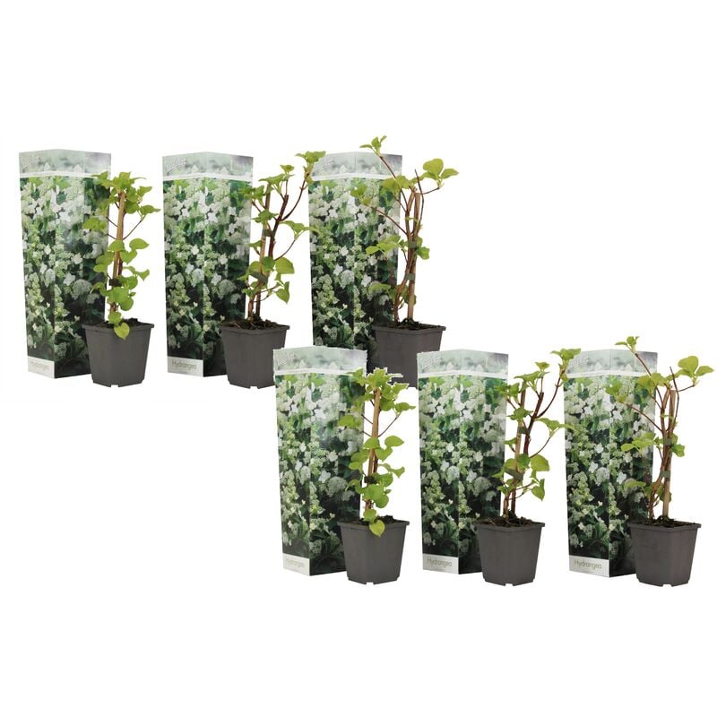Plant In A Box - Hortensia Petiolaris - Set de 6 - Hydrangea grimpant - Pot 9cm - Hauteur 25-40cm - Blanc