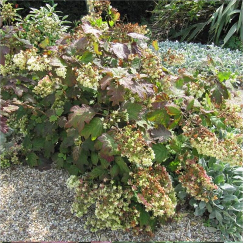 Hortensia à feuilles de chêne Alice/Pot de 4L