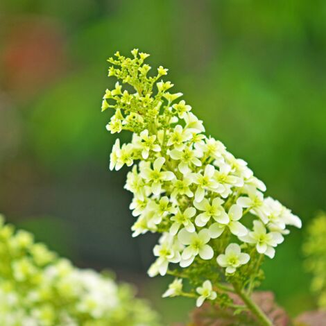 Hortensia quercifolia snowqueen - Hydrangea quercifolia snowqueen Pot 3L