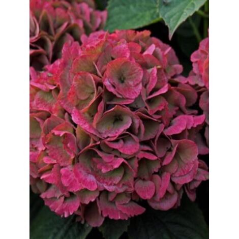 Hortensia 'Red Baron'