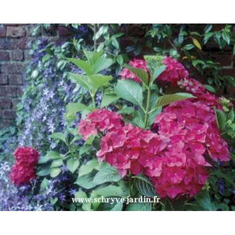 Hortensia 'Red Baron' Pot de 2L/3L 20/30cm