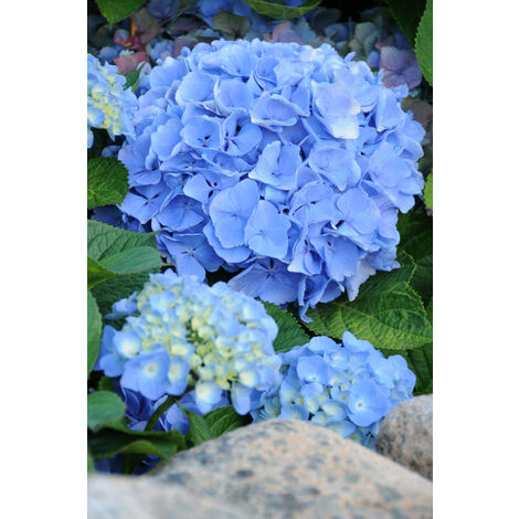 Hortensia 'Renate' Taille du pot - Pot de 5 Litres