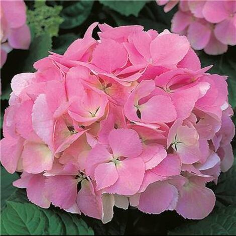HORTENSIA ROSE - LE GODET - Arbre & arbuste
