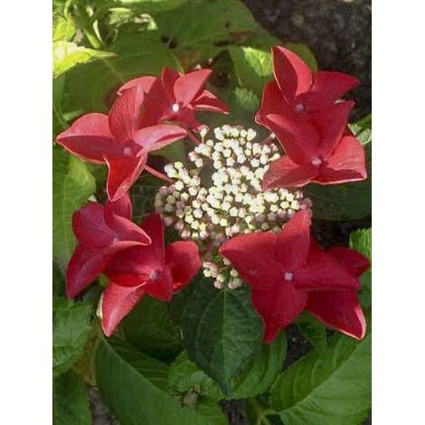 Hortensia 'Rotschwanz'