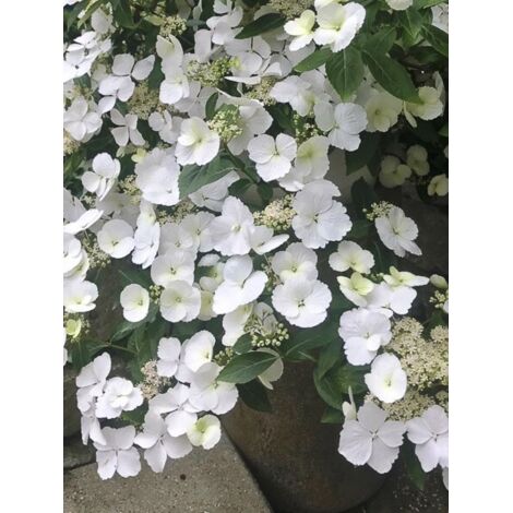 Hortensia 'Runaway Bride' Pot de 6L/7L