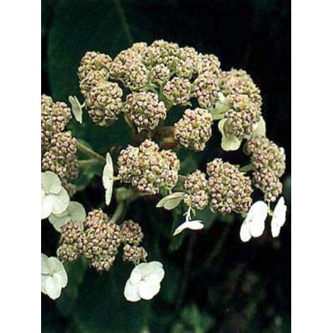 Hortensia sargentiana Pot de 3L/4L