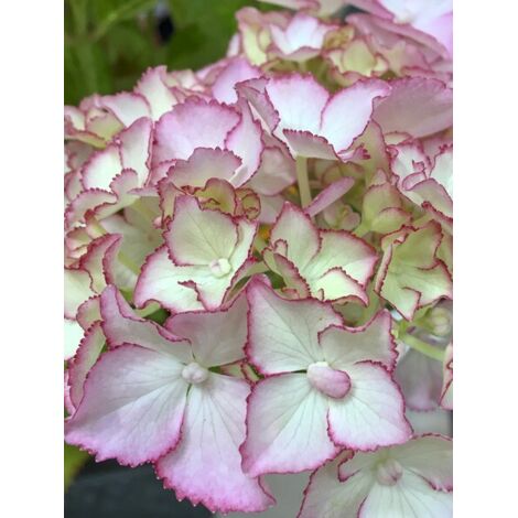 Hortensia 'So Long Sunny' Pot de 2L/3L