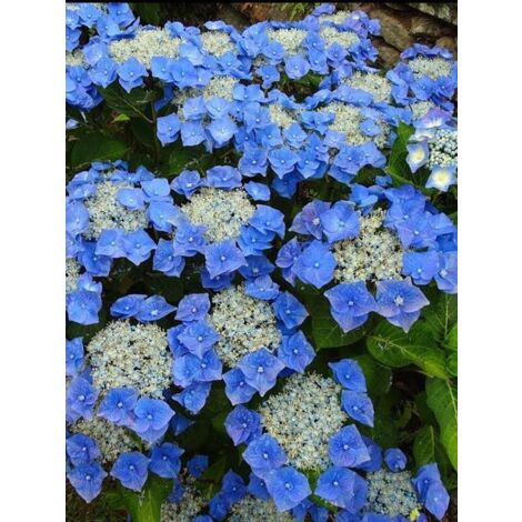 Hortensia 'Teller Blue' Pot de 2L/3L