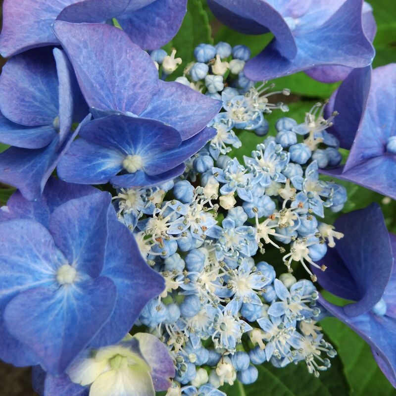 Hortensia Teller blue - Bleu