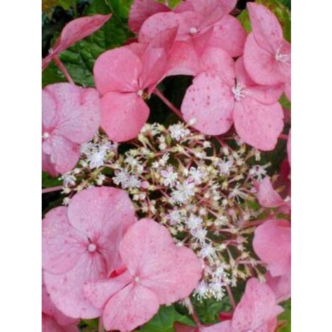 Hortensia 'Teller Pink' Pot de 2L/3L 30/40cm