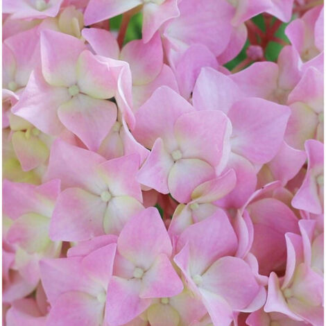 Hortensia Tinkerbell®, Hydrangea macrophylla/Godet - 5/20 cm