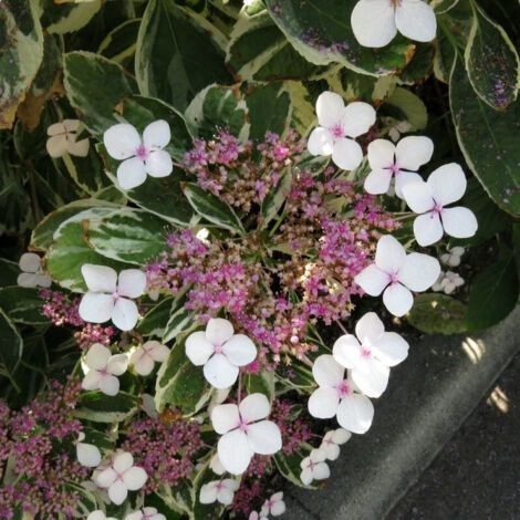 Hortensia Tricolor, Hydrangea macrophylla/Godet - 5/20 cm