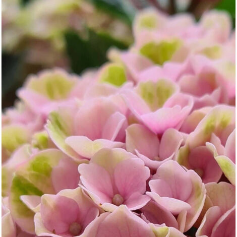 Hortensia Valvert®, Hydrangea macrophylla/Pot de 1,5L - 20/40 cm