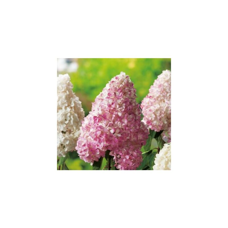 HORTENSIA VANILLE FRAISE - LE GODET - arbre/arbuste