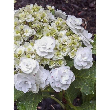 Hortensia 'Wedding Gown' Pot de 4L/5L