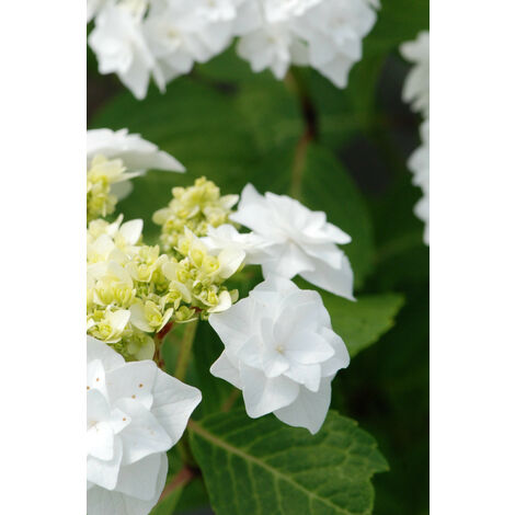 Hortensia 'Wedding Gown' Taille du pot - Pot de 5 Litres