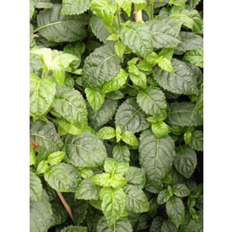 Hortensia 'Winter Surprise' Pot de 2L/3L