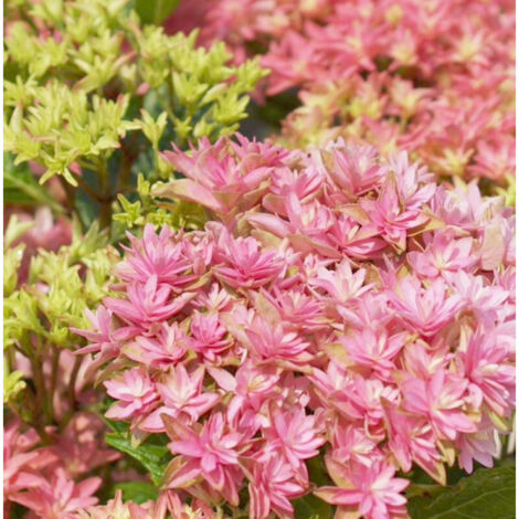 Hortensia YOU&ME® Inspire, Hydrangea macrophylla/Pot de 1,3L - 20/60 cm