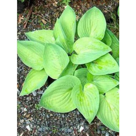 Hosta  'August Moon' Godet de 8/9 cm