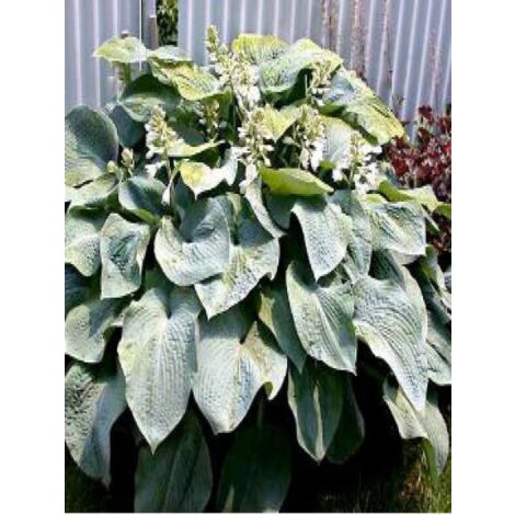 Hosta  'Big Daddy' Godet de 8/9 cm