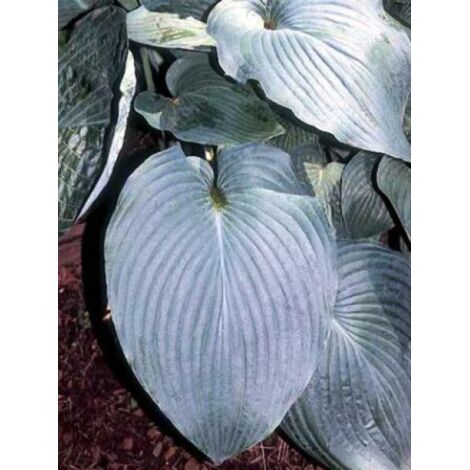 Hosta  'Blue Angel' Godet de 8/9 cm