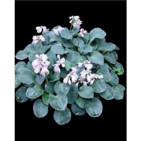 Hosta  'Blue Mouse Ears' Godet de 8/9 cm