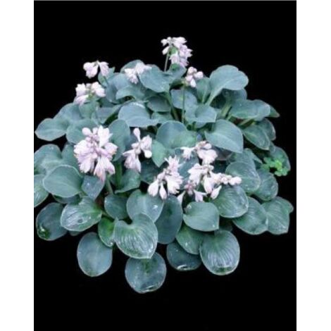 Hosta  'Blue Mouse Ears' Pot de 1,5L/2L