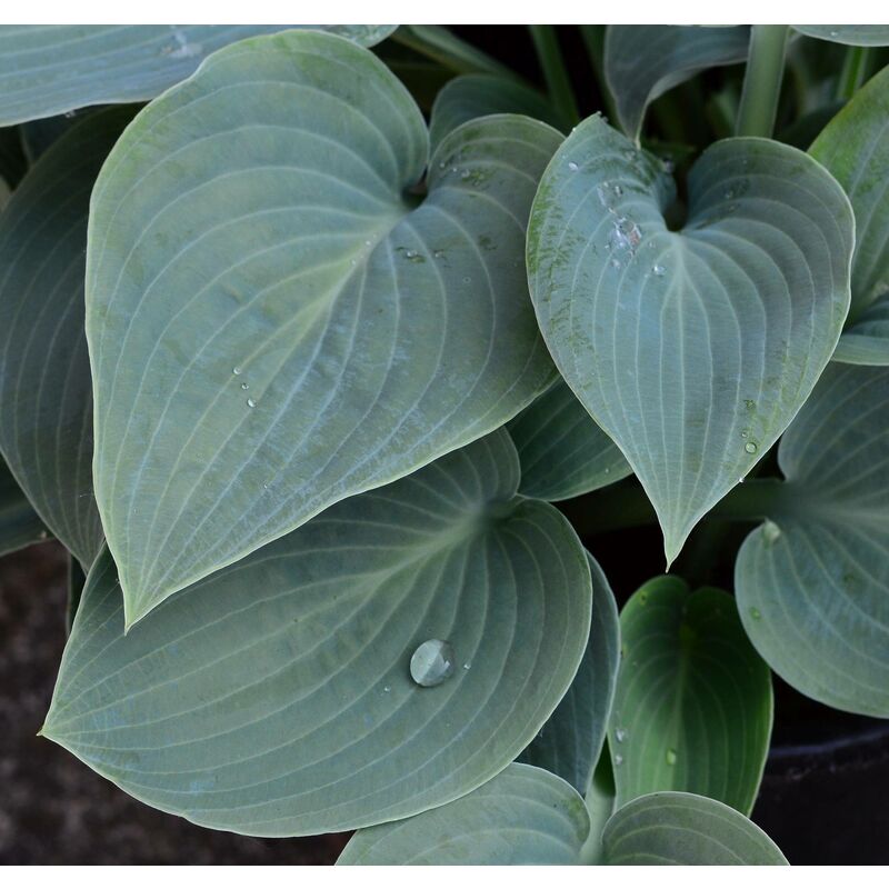 Hosta Bressingham Blue | Conditionnement: Lot de 5 godets