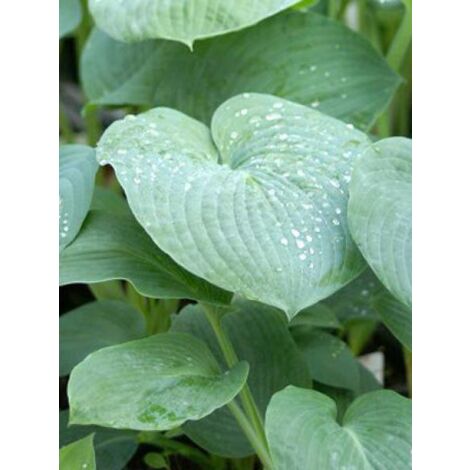 Hosta  'Bressingham Blue' Godet de 8/9 cm