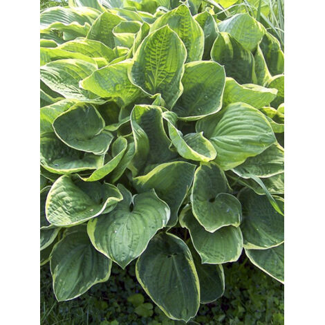 Hosta 'Christmas Tree' Pot de 1L/1,5L