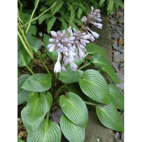 Hosta  'Devon Green' Godet de 8/9 cm